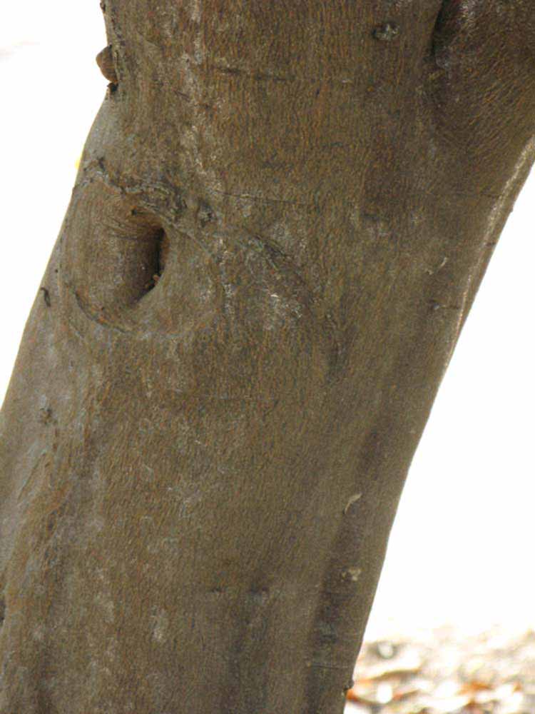               Bark (Myrtifolia, Riverside, CA)   